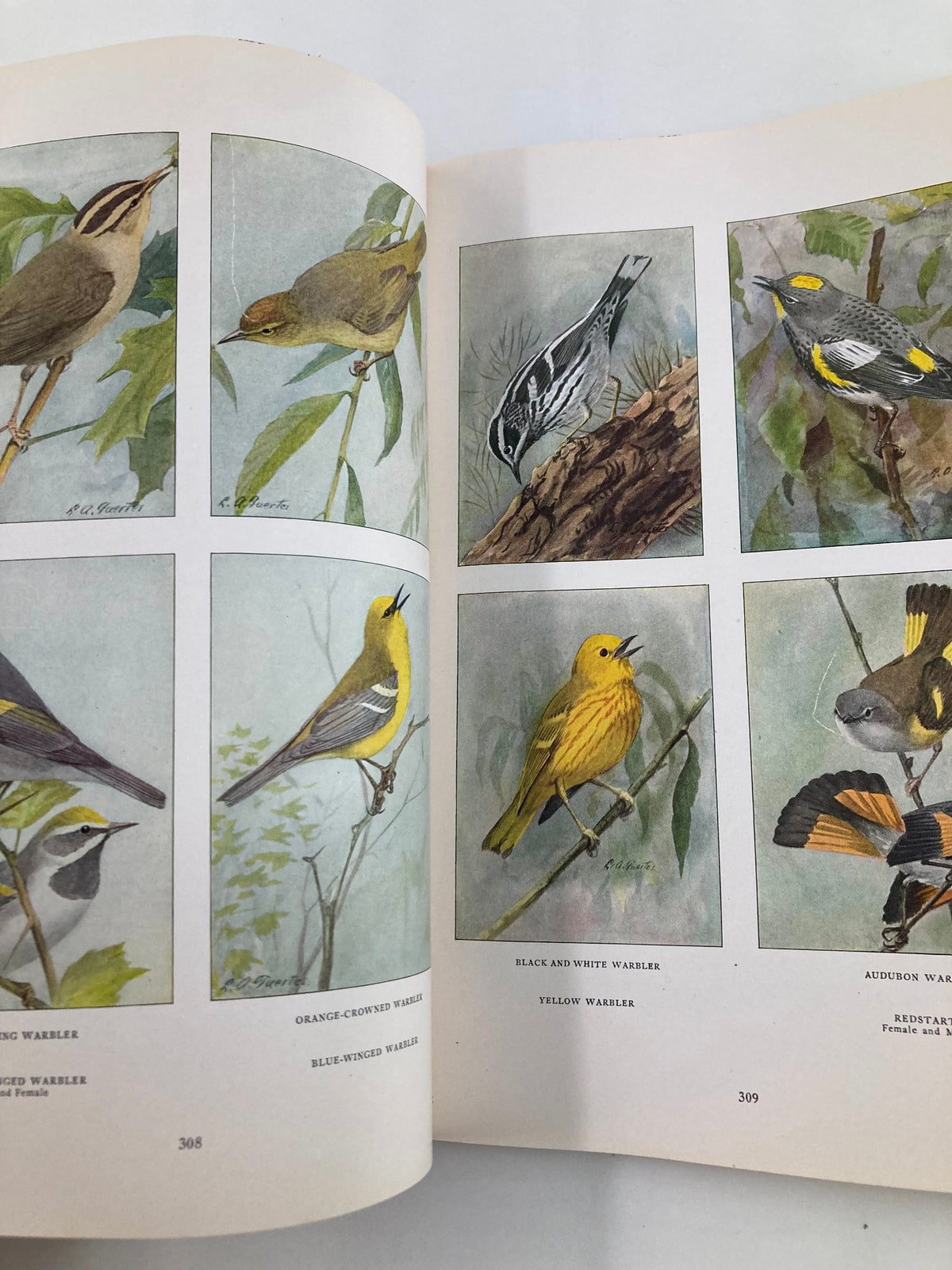 Detailed illustrations of different warbler species found in VTG The National Geographic Magazine April 1917, showcasing the Orange-crowned, Black and White, and Yellow Warblers.