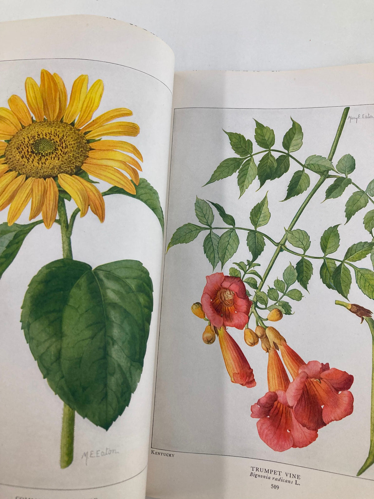 Beautiful botanical artwork within the VTG The National Geographic Magazine June 1917, displaying a sunflower and trumpet vine, emphasizing state floral representation.
