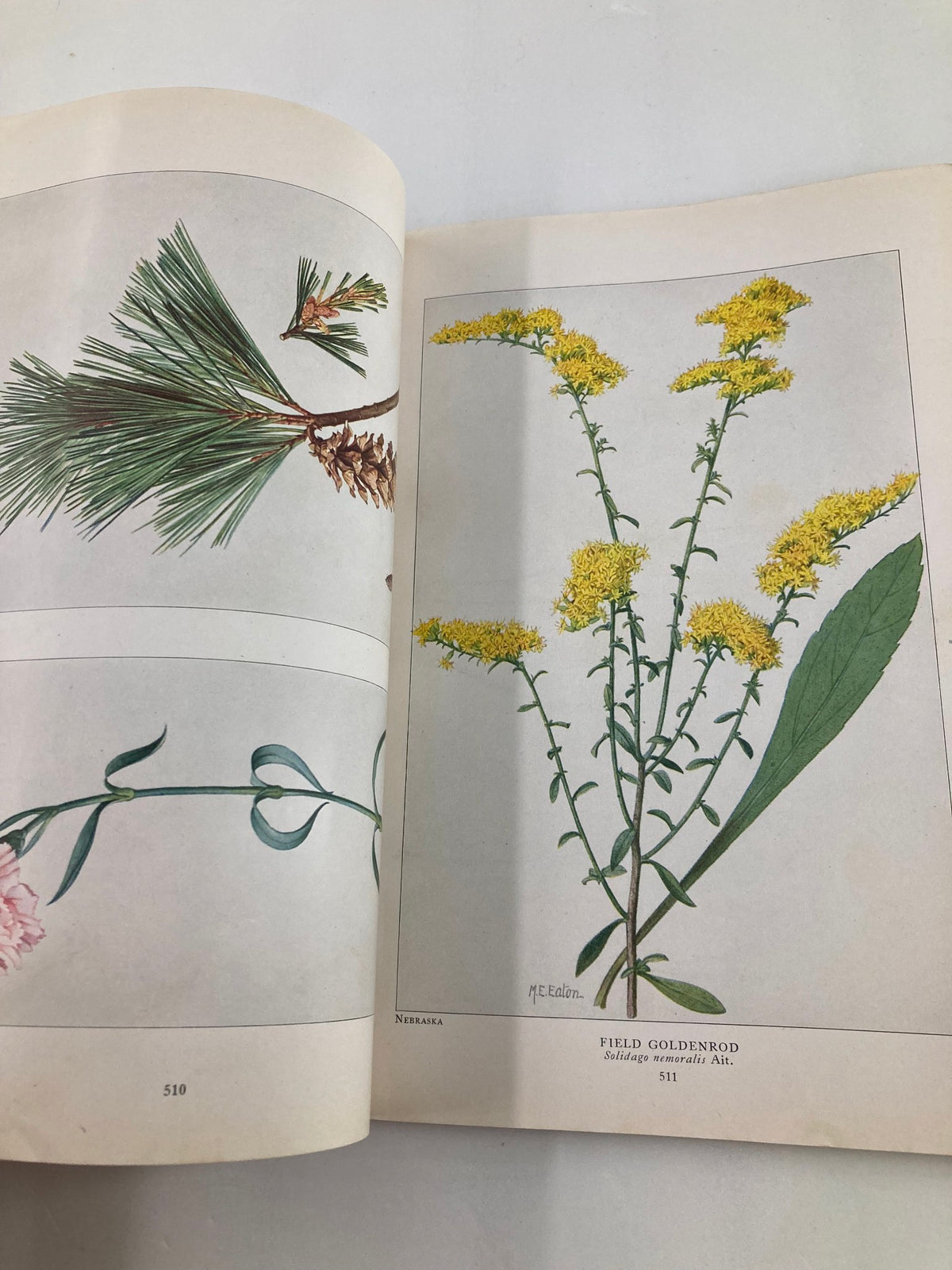 Page from VTG The National Geographic Magazine June 1917 featuring vibrant botanical illustrations of 'Field Goldenrod' and other plants, celebrating nature.