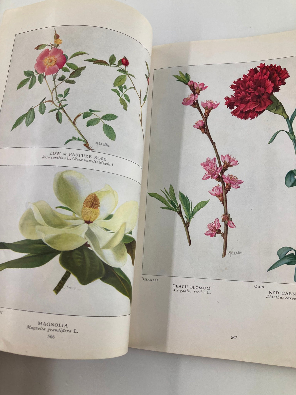 Illustration from the vintage National Geographic Magazine June 1917, featuring diverse botanical artworks including a Low Pasture Rose, Peach Blossom, Magnolia, and Red Carnation.