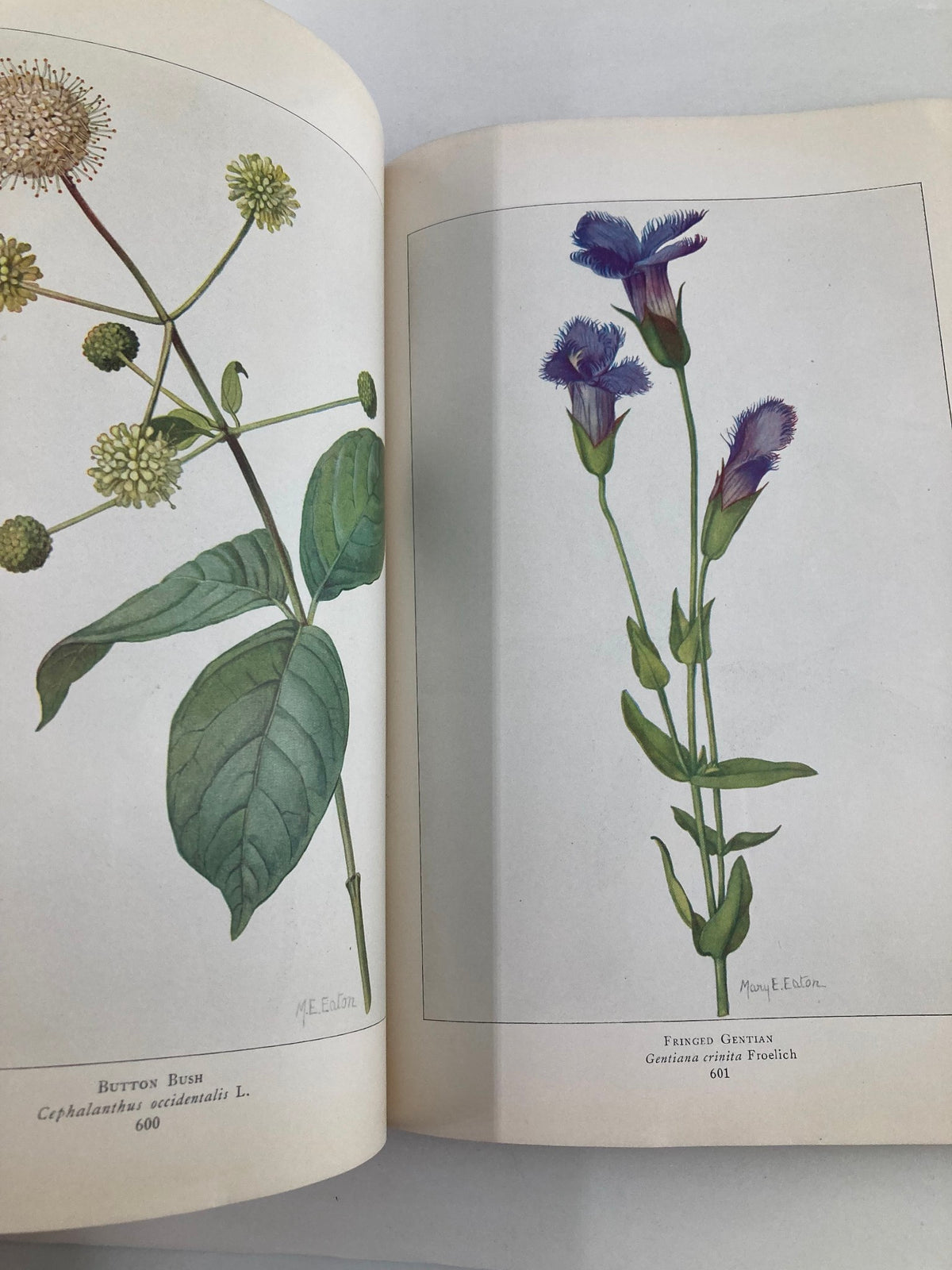Illustration from VTG The National Geographic Magazine June 1916 showing botanical drawings of flowers, reflecting the magazine's focus on nature.