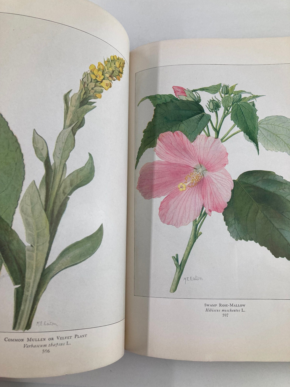Illustration of Common Mullen and Sweet Rose-Mallow from VTG The National Geographic Magazine June 1916, showcasing botanical art.