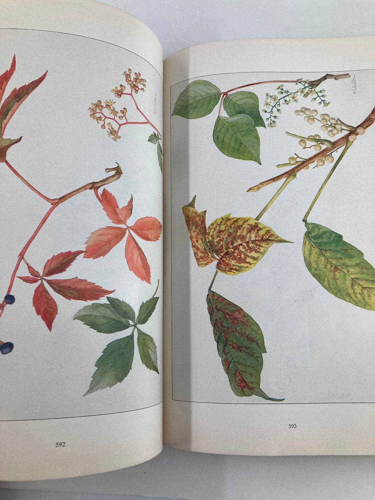 Botanical illustrations of colorful leaves and berries from VTG The National Geographic Magazine June 1916, highlighting nature's diversity.