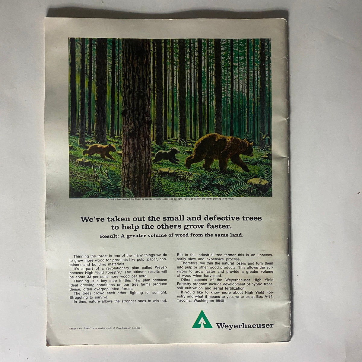 Back cover advertisement of the VTG The Reporter Magazine June 13, 1968, showcasing a Weyerhaeuser forestry ad with a scenic illustration of bears in a forest.