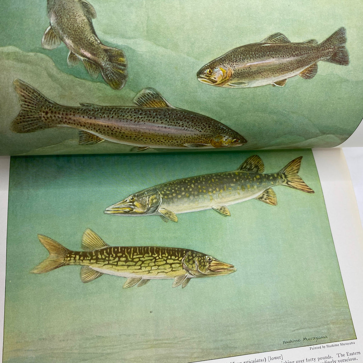 Illustration of fresh-water fish in vivid colors from the National Geographic Magazine August 1923, highlighting the artistry of wildlife depictions.