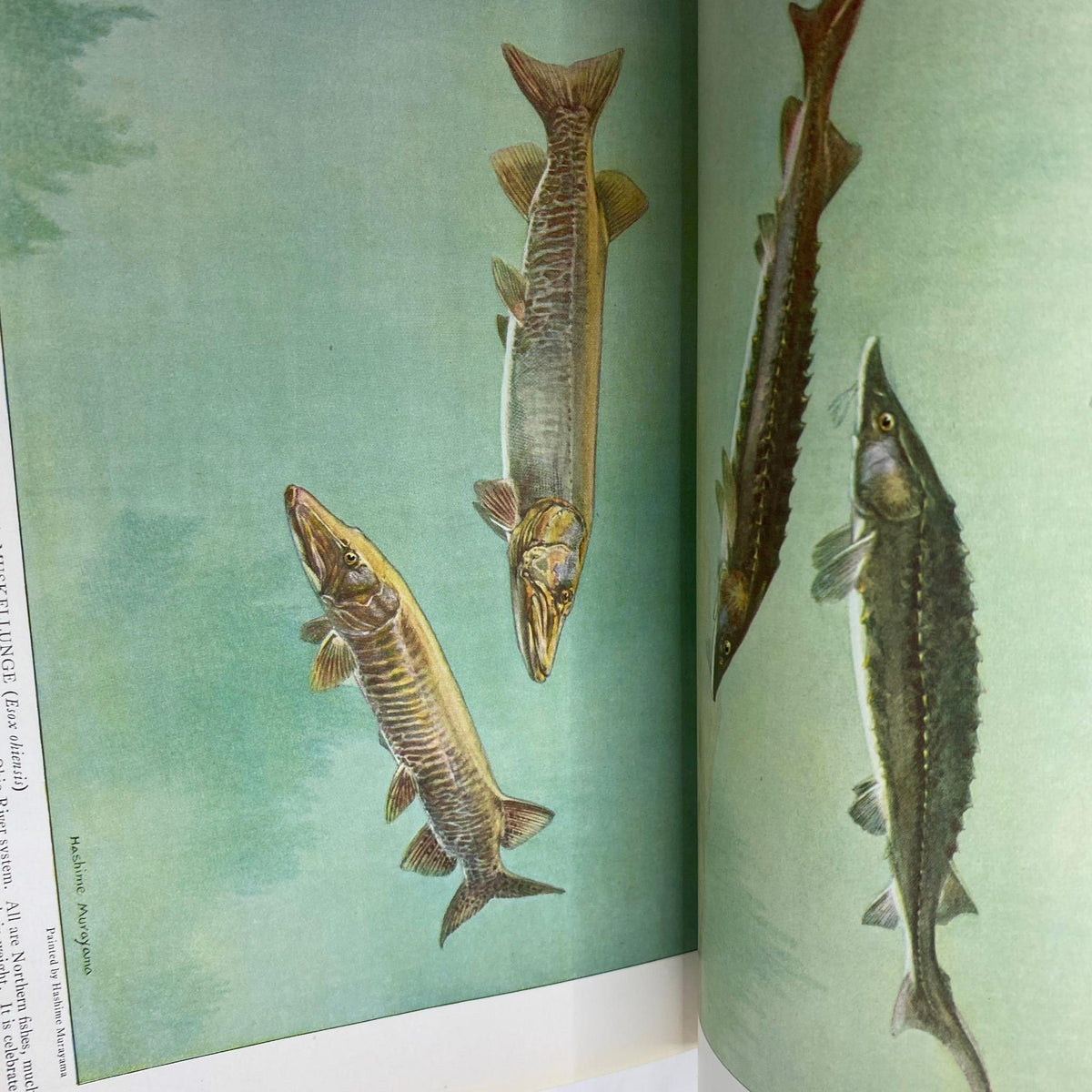 Detailed illustration of various fish species in the National Geographic Magazine August 1923, emphasizing the publication's focus on natural history and wildlife photography.