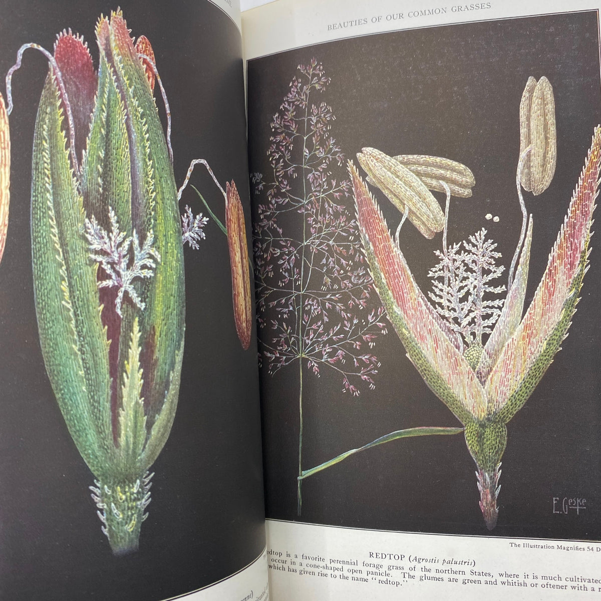 Interior page of VTG National Geographic Magazine June 1921 displaying beautiful color illustrations of grasses and flowers, showcasing the natural beauty and diversity of flora.