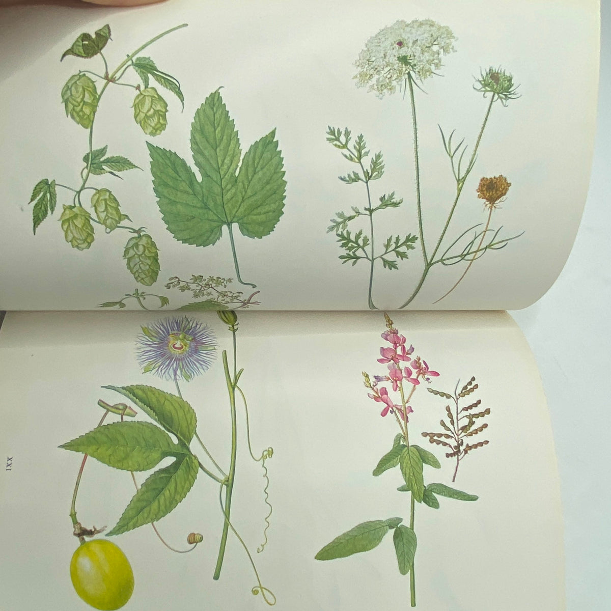 Illustrations of various plants from National Geographic Magazine July 1925 'Rediscovering the Rhine', displaying detailed botanical art and natural beauty.