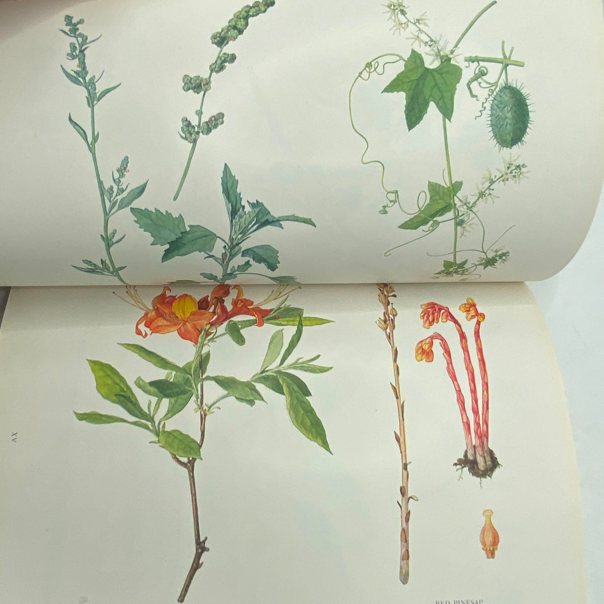 Detailed botanical illustrations from National Geographic Magazine July 1925 'Rediscovering the Rhine', highlighting the diversity of flora.