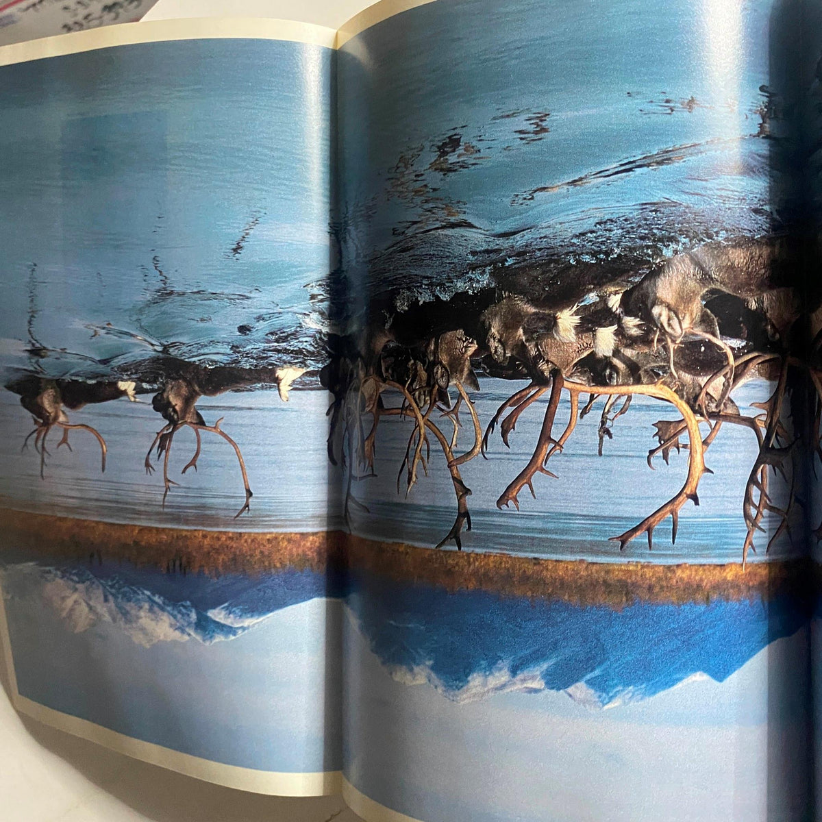 Inside spread of the National Geographic Magazine December 1988, displaying stunning photographic imagery of wildlife, reflecting the magazine's dedication to captivating storytelling and geographical exploration.