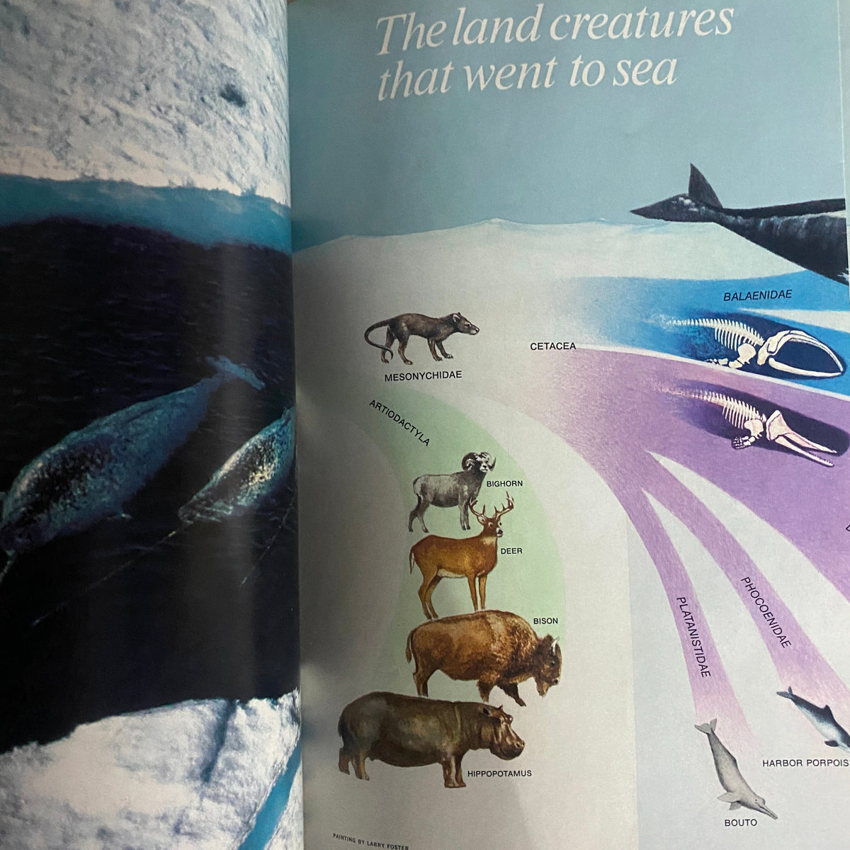 National Geographic Magazine December 1988 features an illustration depicting the evolutionary transition of land creatures into sea animals, including Mesonychidae and Cetacea.