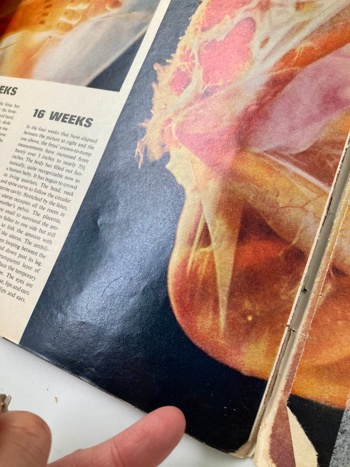 Inside view of VTG Life Magazine, April 30, 1965, showing detailed imagery and text about fetal development at 16 weeks, related to the feature of the living 18-week-old fetus.