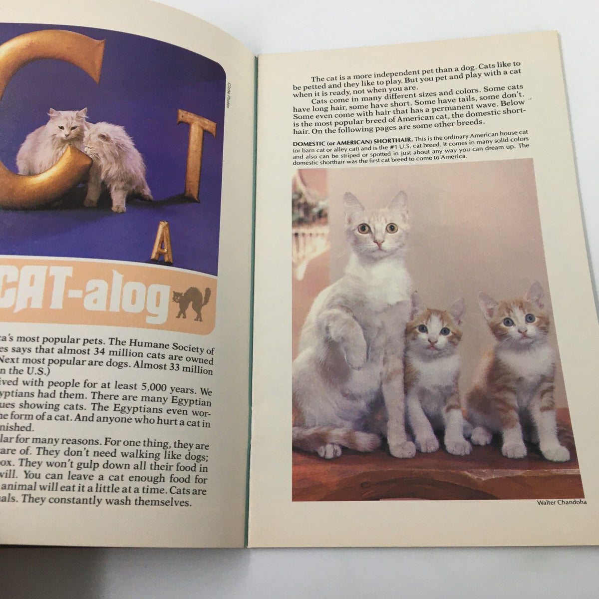 Inside spread of VTG SuperMag Magazine Vol. 3 No. 1 1978 showcasing the 'CAT-alog' article and images of cute cats, reflecting late 70s pop culture.