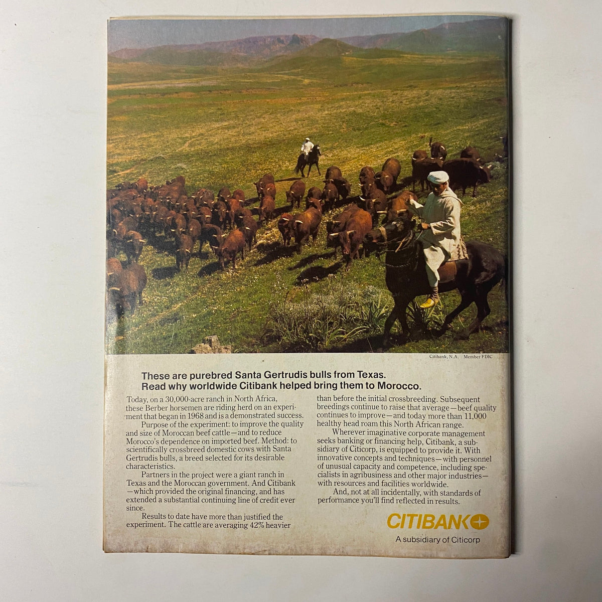 Full-page advertisement from Forbes Magazine December 1, 1977 showcasing Citibank's involvement in bringing purebred Santa Gertrudis bulls to Morocco, highlighting agricultural innovation.