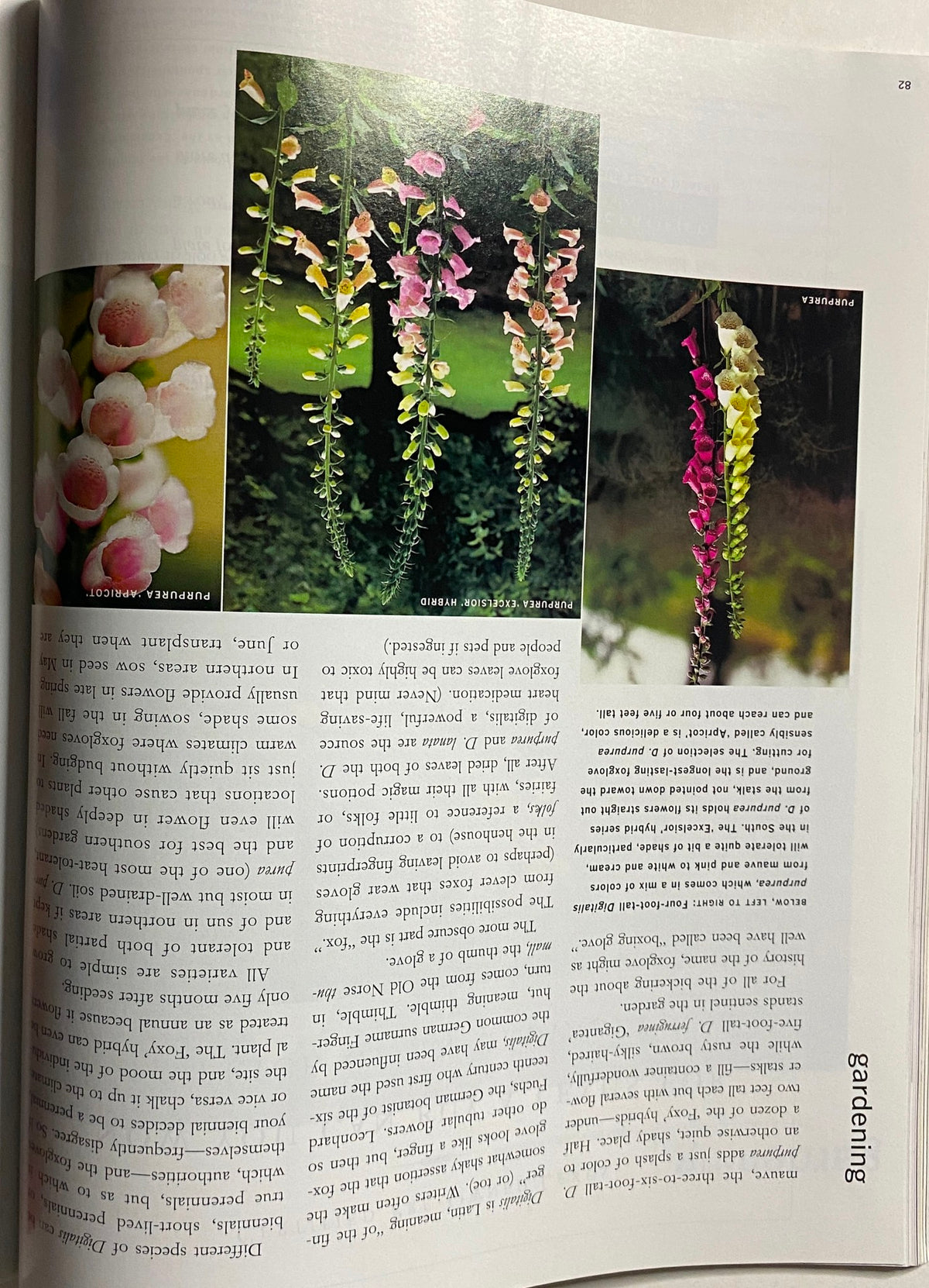 Gardening section from Martha Stewart Living Magazine June 1998 featuring vibrant images of foxgloves in various colors, providing gardening tips and ideas for summer plantings.
