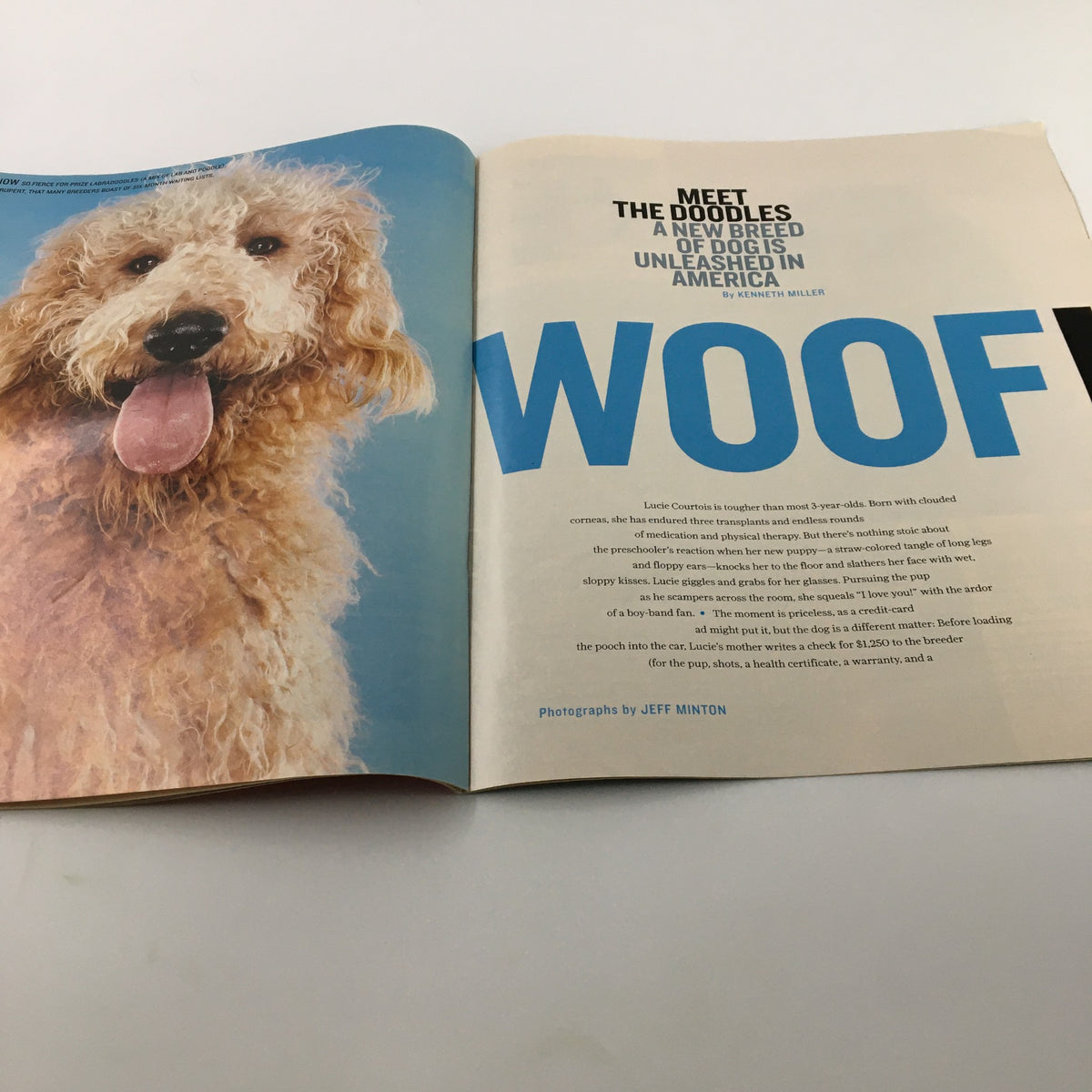 Life Magazine newspaper insert titled 'Life Magazine Newspaper Insert Golden Doodle October 8 2004 RARE No Label' featuring a golden doodle dog with a joyful expression, promoting the breed.