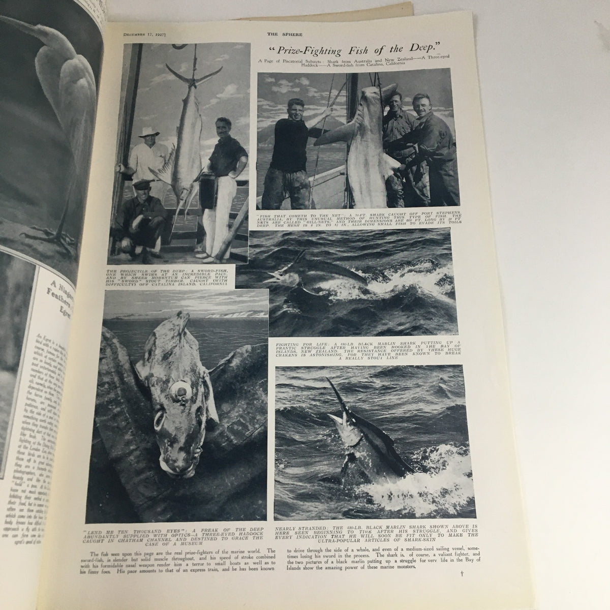 Page from The Sphere Newspaper December 27 1927, displaying a feature article with photographs related to fishing.