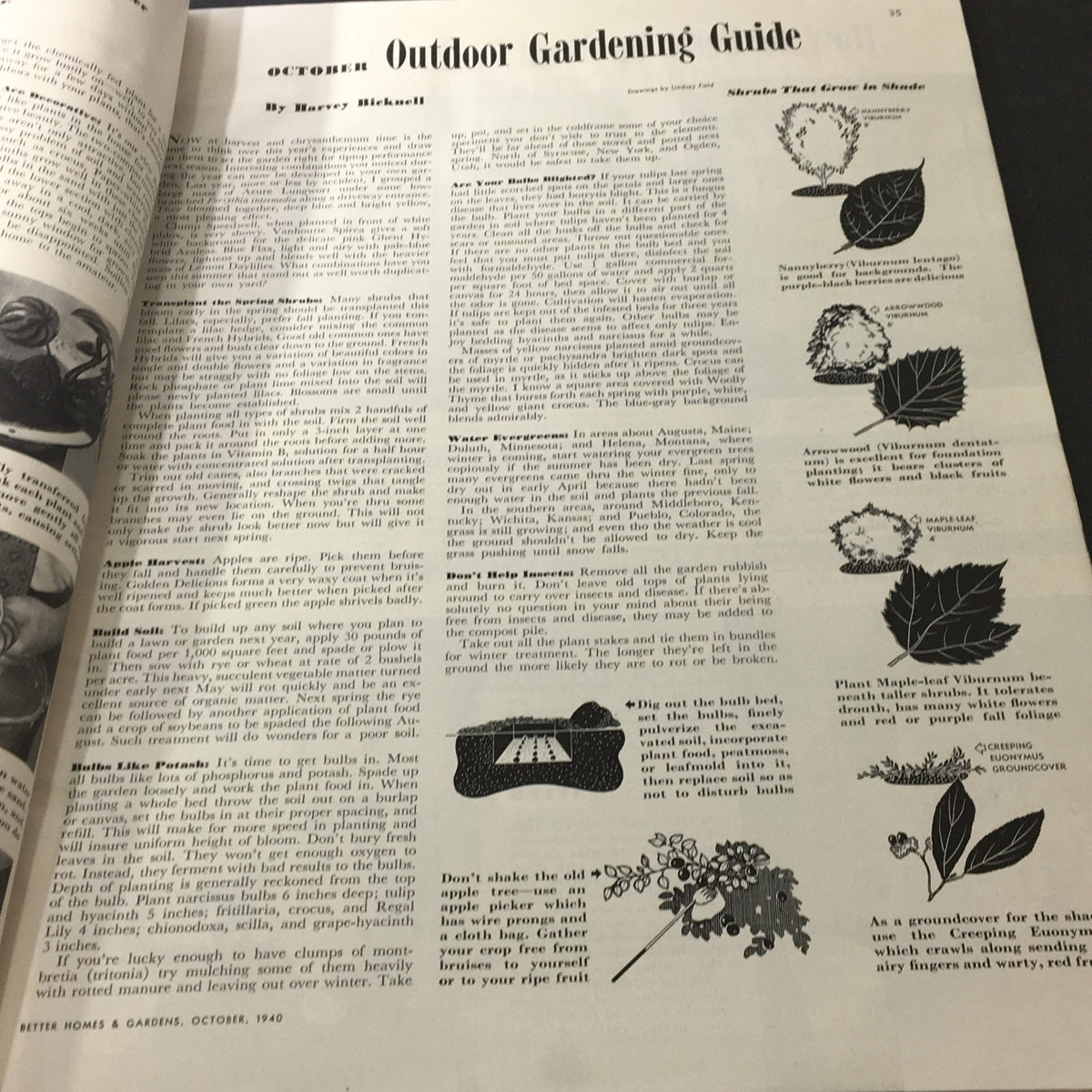 Inside page of Better Homes & Gardens October 1940, showcasing an Outdoor Gardening Guide. This page features gardening tips and illustrations related to October gardening tasks.