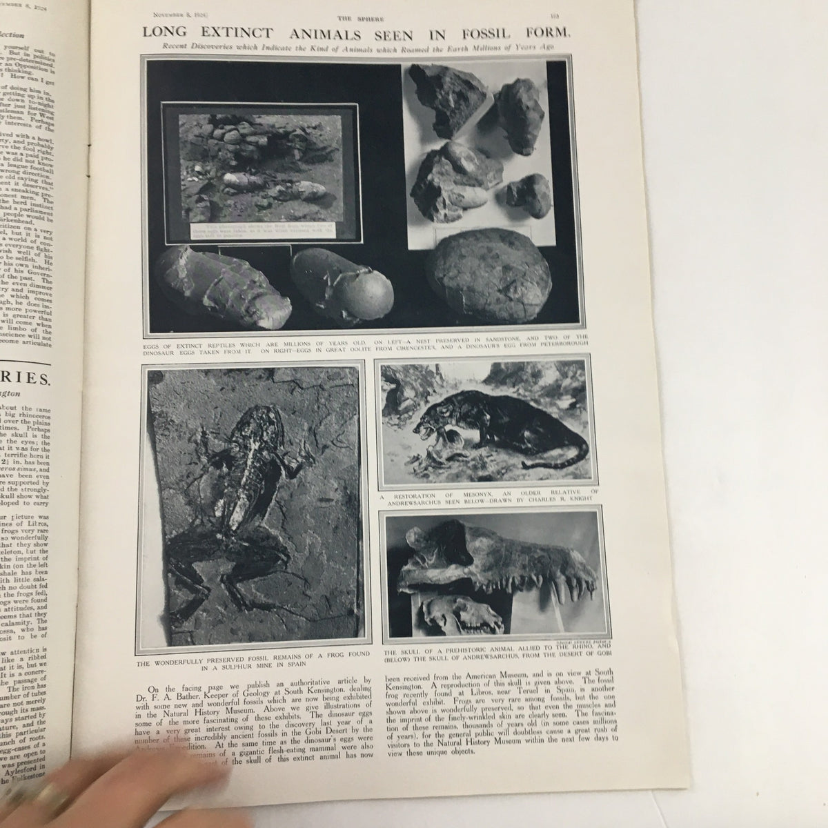 The Sphere Newspaper November 8 1924 with an article featuring images of long extinct animals preserved in fossil form.