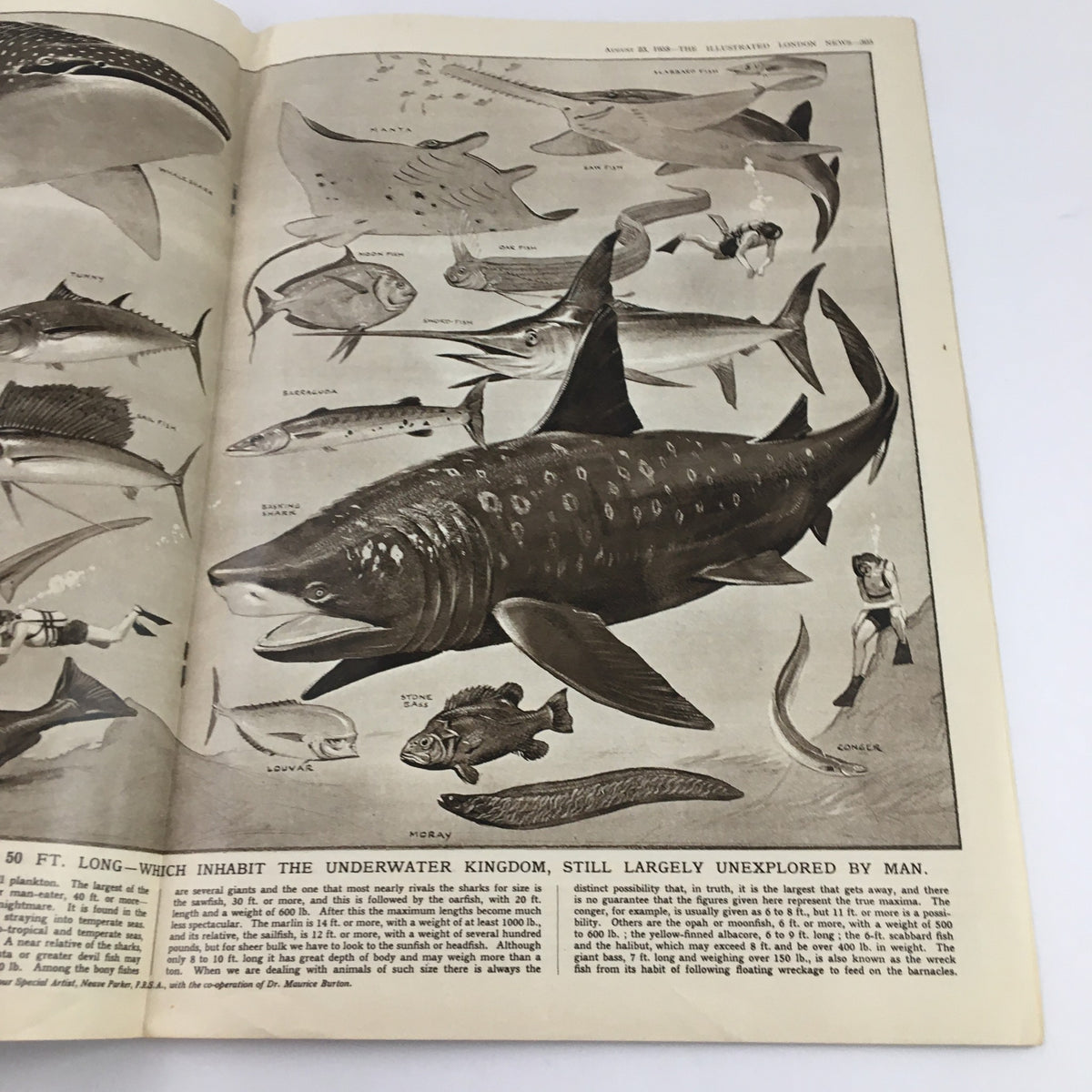 Illustration from The Illustrated London News August 23 1958 showing various fish species from the underwater kingdom, associated with the theme 'Royal Signature in Royal Dimensions'.