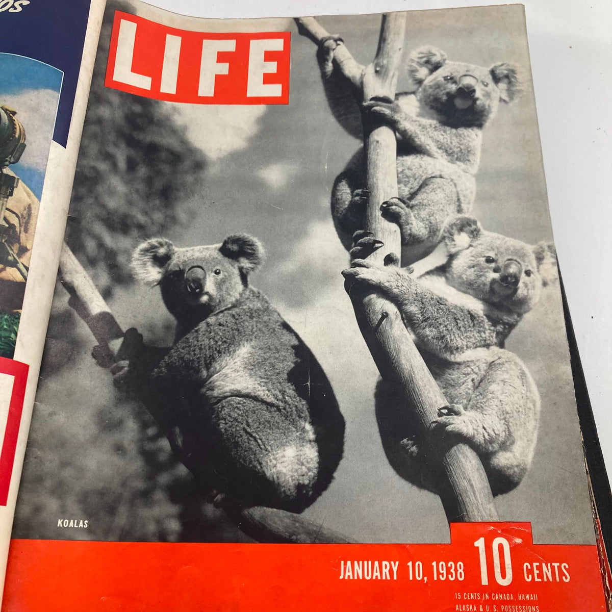 VTG 1938 Bound Life Magazine Cover featuring koalas from January 10, 1938.