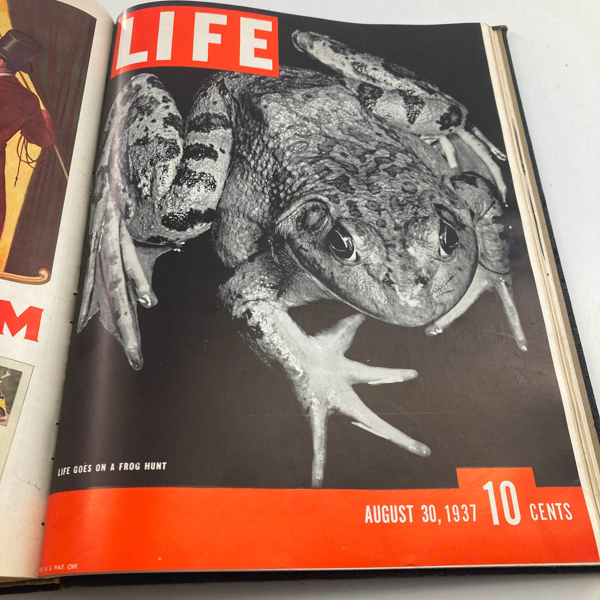 Cover of VTG 1937 Bound Life Magazine from August 30, 1937 featuring a close-up of a frog, highlighting a unique and engaging story from the past.