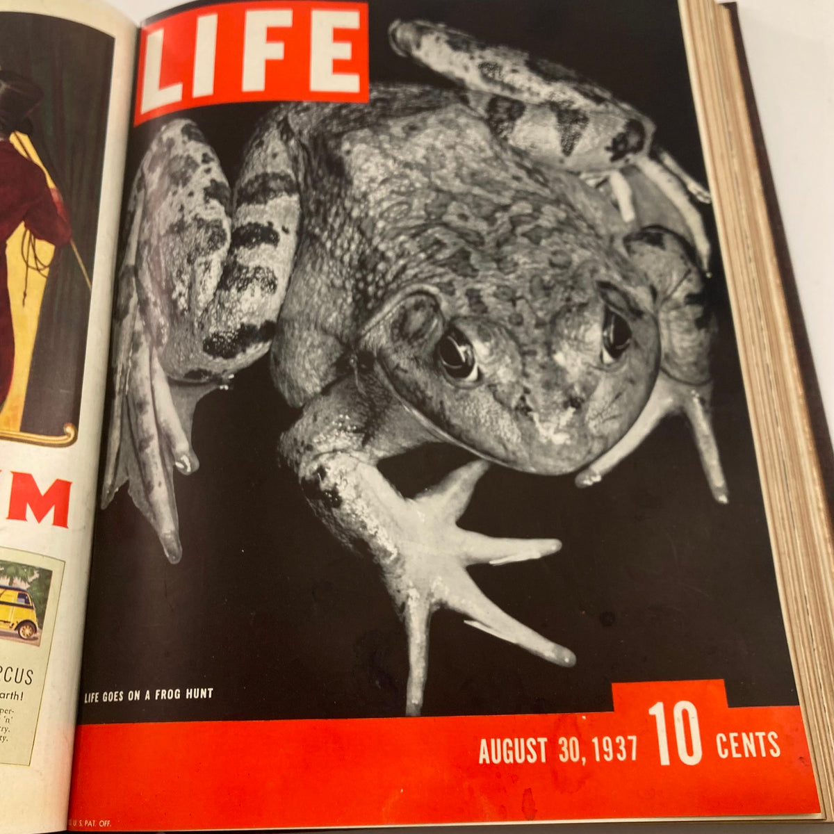Cover of the VTG 1937 Bound Life Magazine for August 30, 1937, showcasing a close-up image of a frog, emphasizing the diverse wildlife featured in historic publications.