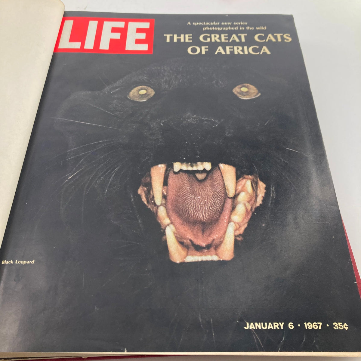 Cover of VTG 1967 Bound Life Magazine featuring a black leopard, titled 'The Great Cats of Africa', January 6, 1967.