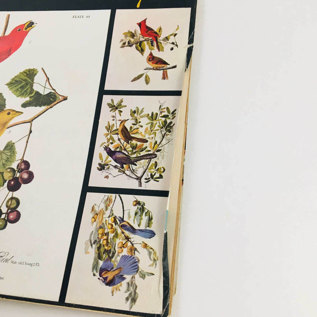 Detailed view of the Audubon bird prints from Woman's Day Magazine June 1954, displaying exquisite artwork of colorful birds among natural elements.