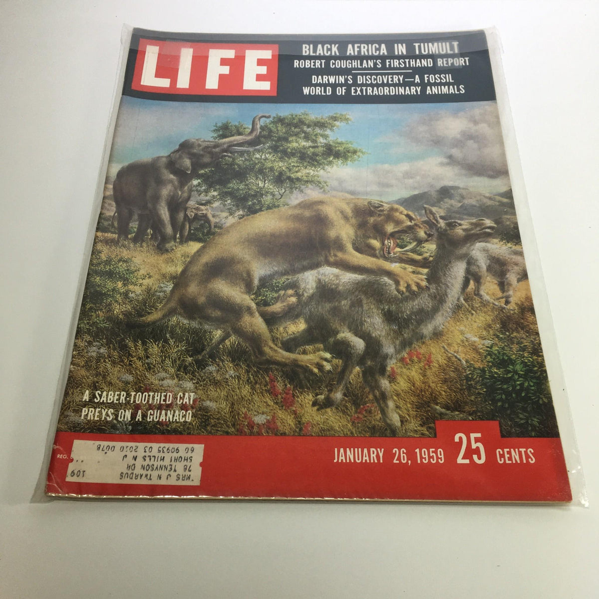 Life Magazine January 26, 1959 cover featuring a saber-toothed cat preying on a guanaco, illustrating the theme 'Darwin's Discovery - A Fossil World of Extraordinary Animals'.
