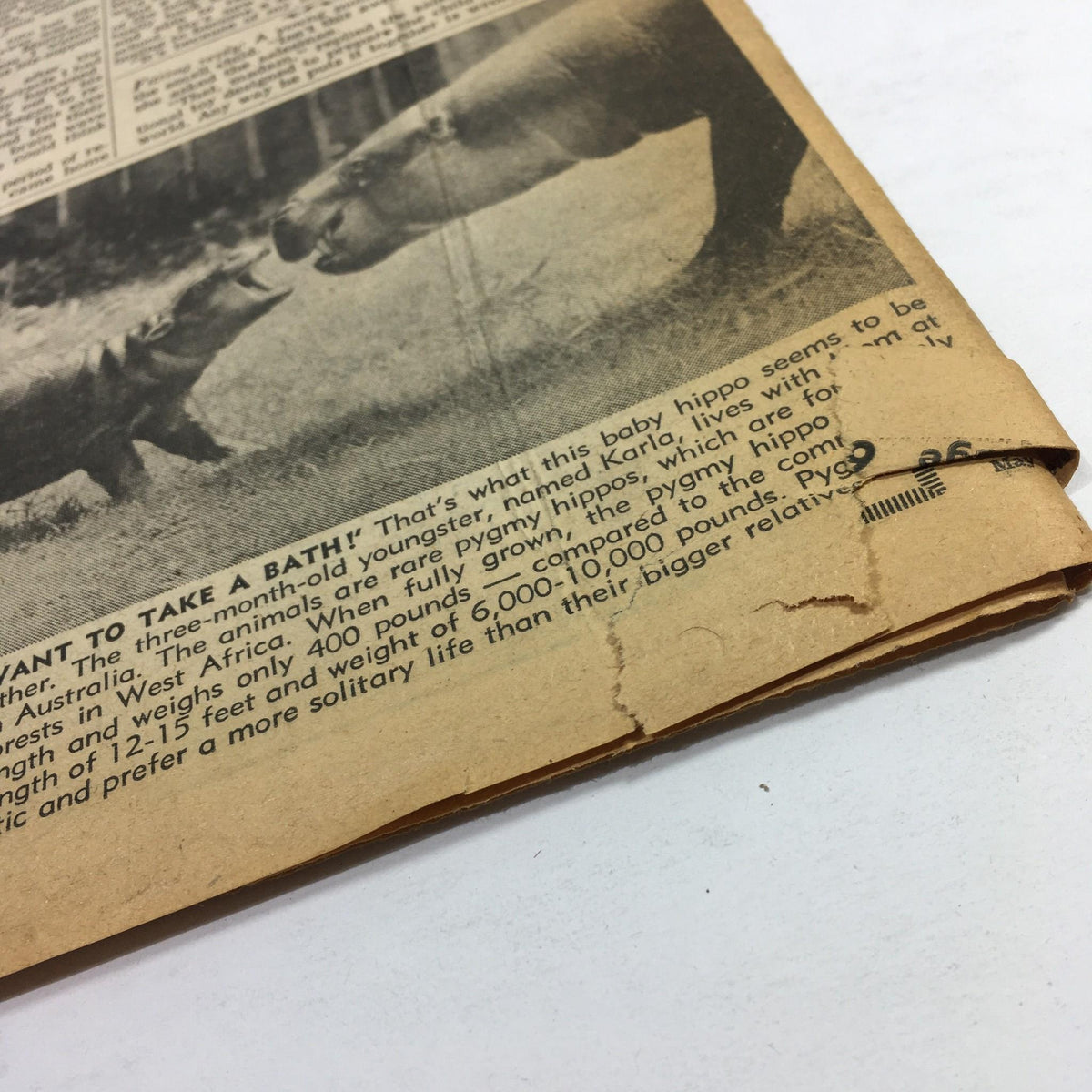 Close-up shot of a National Enquirer article discussing a baby hippo and its refusal to take a bath. The article is part of the historic May 4, 1976 issue, showcasing the paper's unique content.