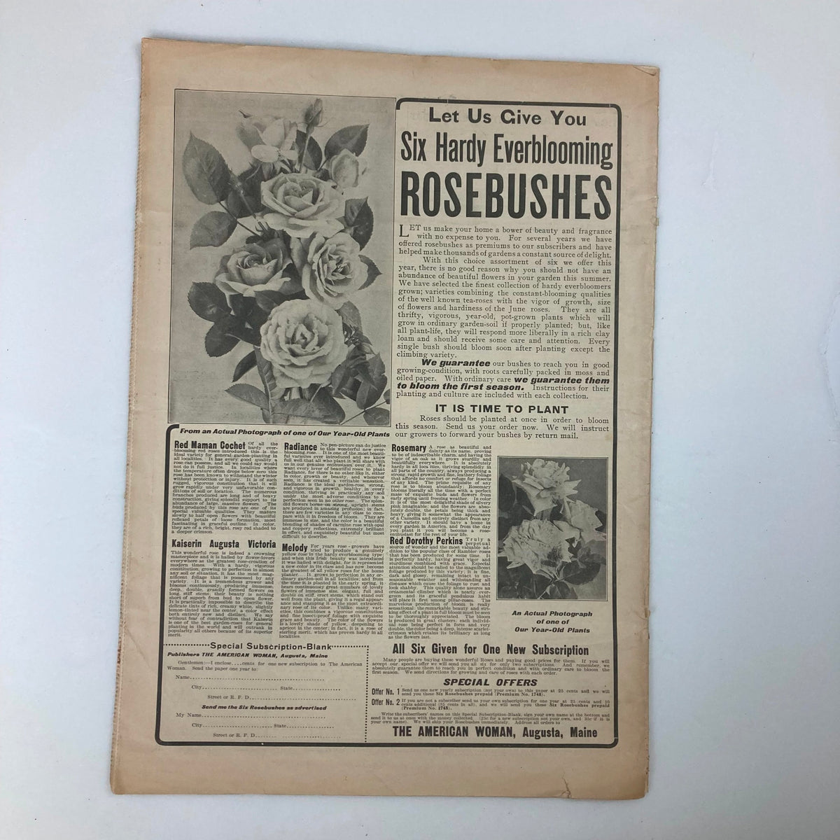 Back page of VTG The American Woman Magazine May 1916 showcasing an advertisement for everblooming rosebushes with botanical illustrations.