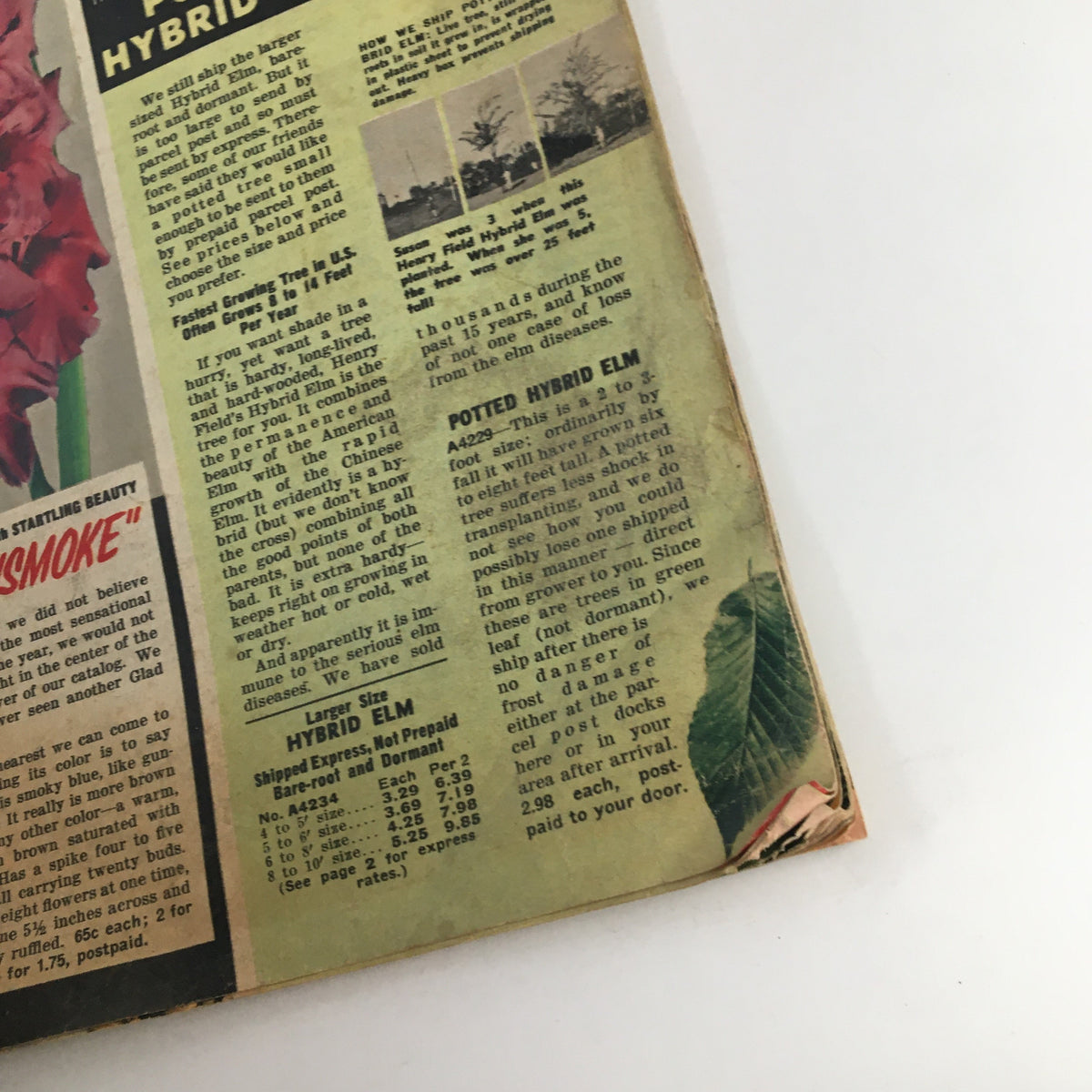 Page from Henry Field's Tomato Seeds and Plants Catalog for Spring of 1958 showcasing hybrid seeds and planting guidance for home gardeners.