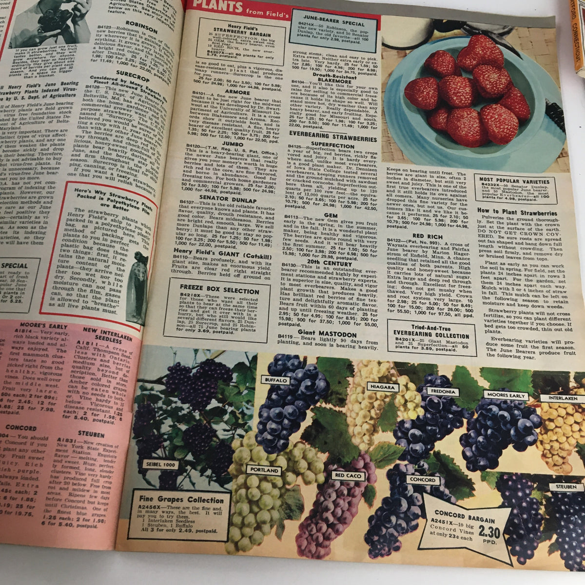 Illustrated page from Henry Field's Tomato Seeds and Plants Catalog for Spring of 1958 featuring various strawberry and grape plants with detailed descriptions.