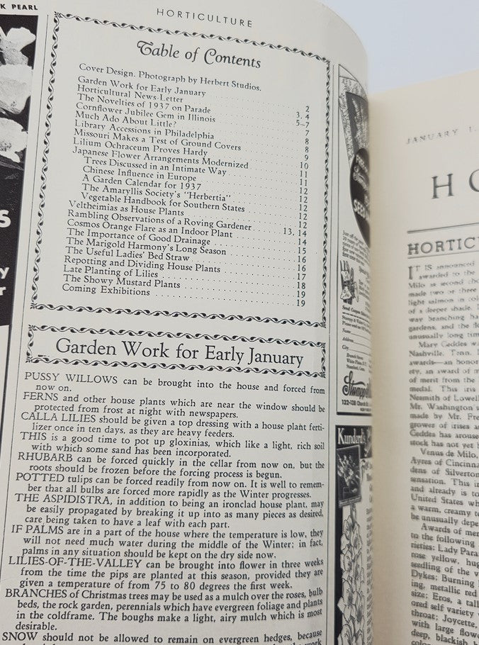 Vintage Horticulture Magazine January 1 1937 The Showy Mustard Plants