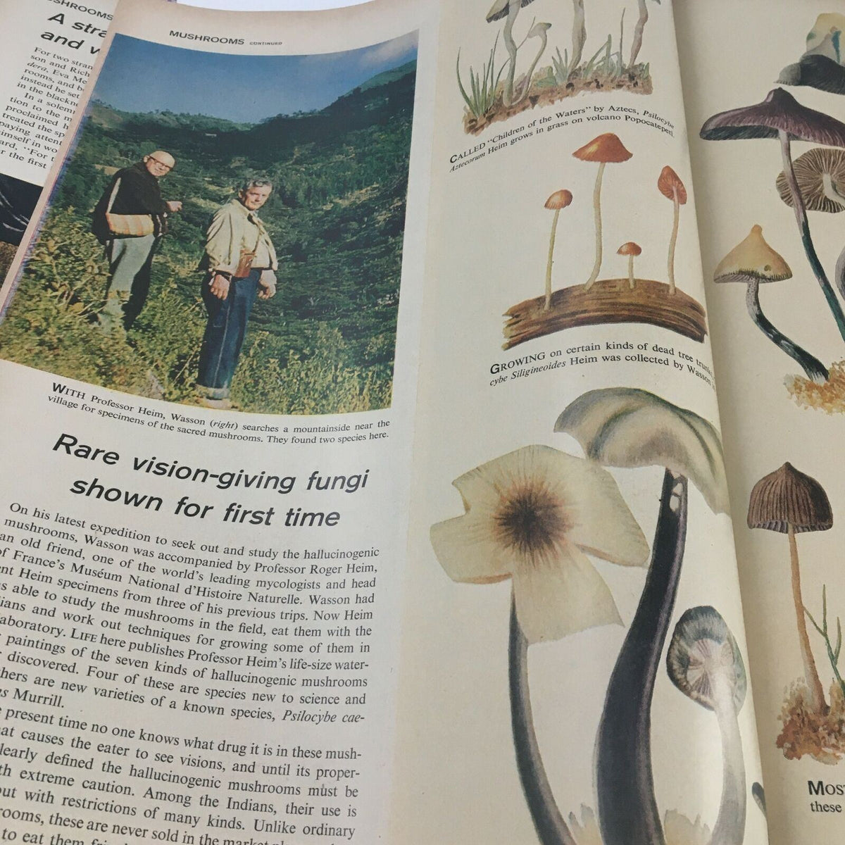 Image from VTG Life Magazine May 13, 1957 showcasing researchers in a scenic area studying rare hallucinogenic mushrooms.