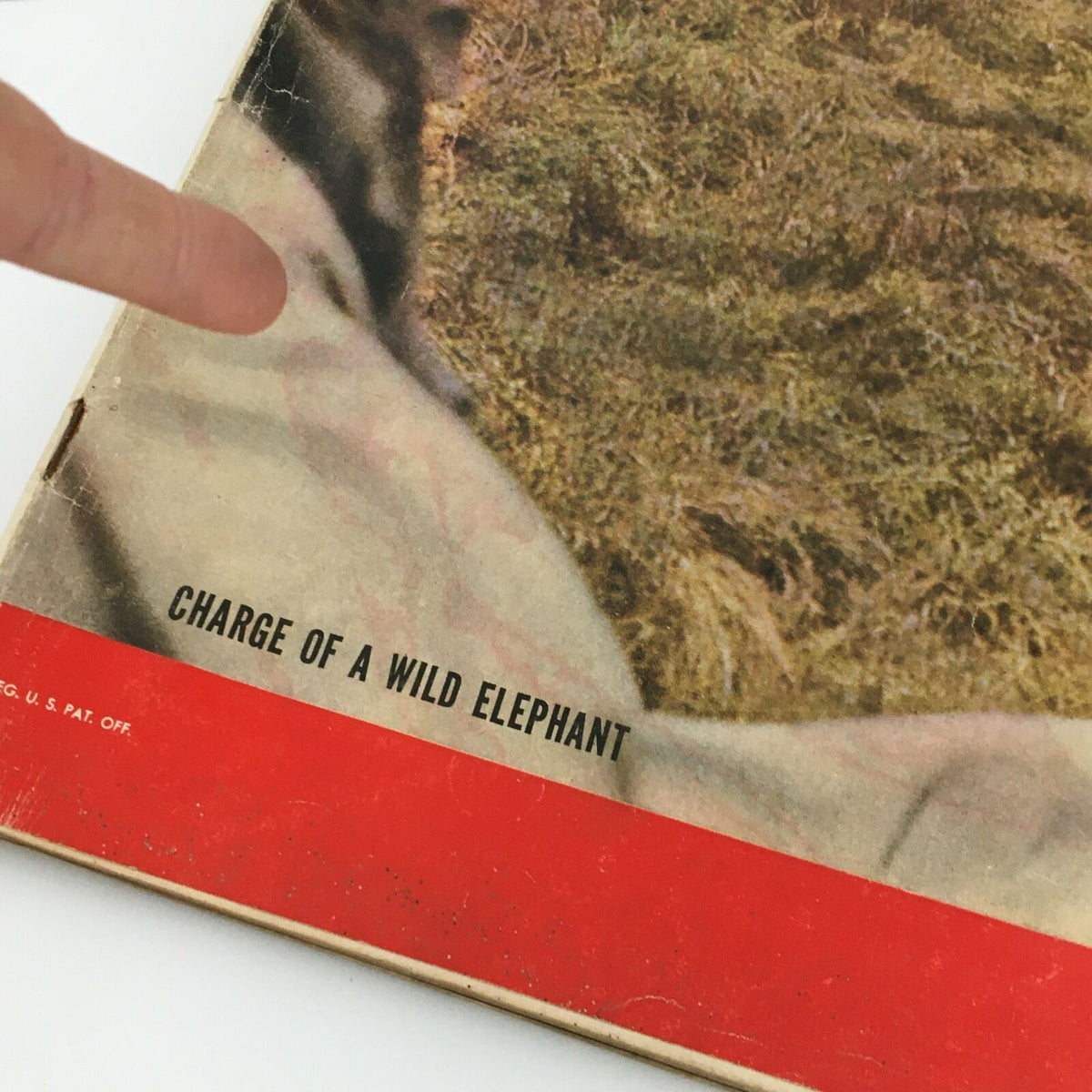 Close-up of the vintage Life Magazine June 10, 1957 featuring the title 'Charge of a Wild Elephant' and a finger pointing to the text, showcasing the magazine's unique content.