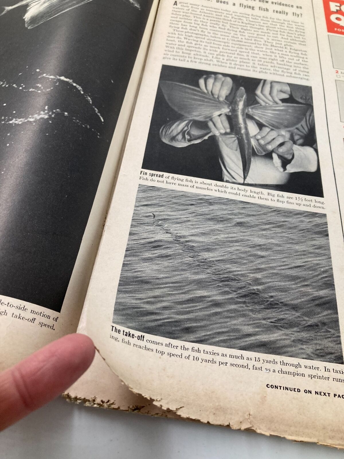 Interior page of VTG Life Magazine May 24 1943 showcasing a flying fish and its unique take-off behavior, featuring scientific information on its aerial capabilities.