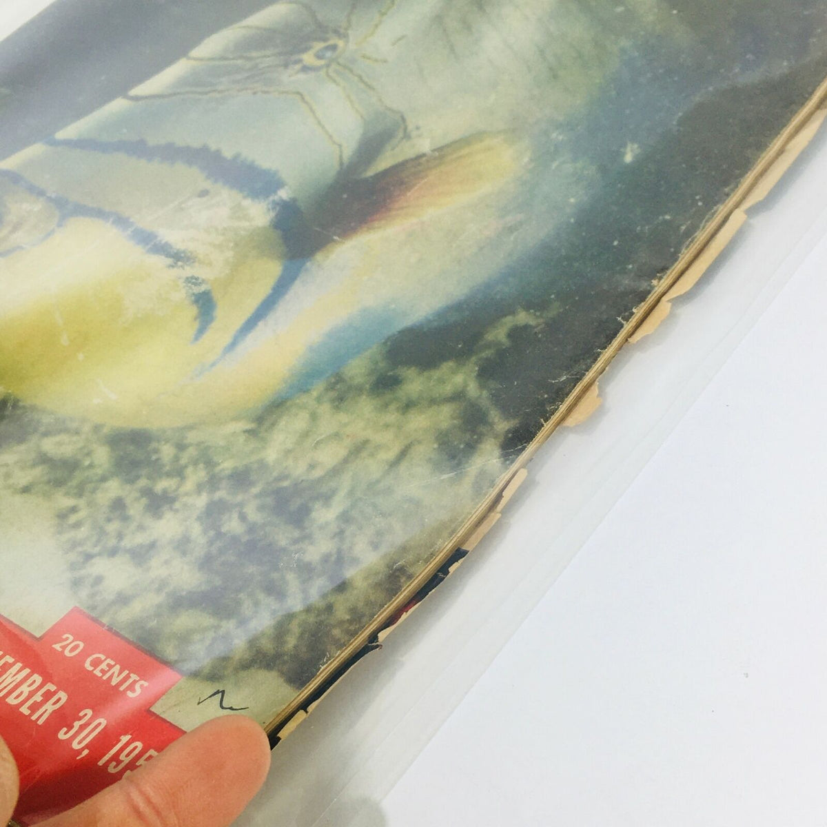 Cover detail of VTG Life Magazine: Nov 30 1953, featuring The Queen Triggerfish with protective plastic covering.