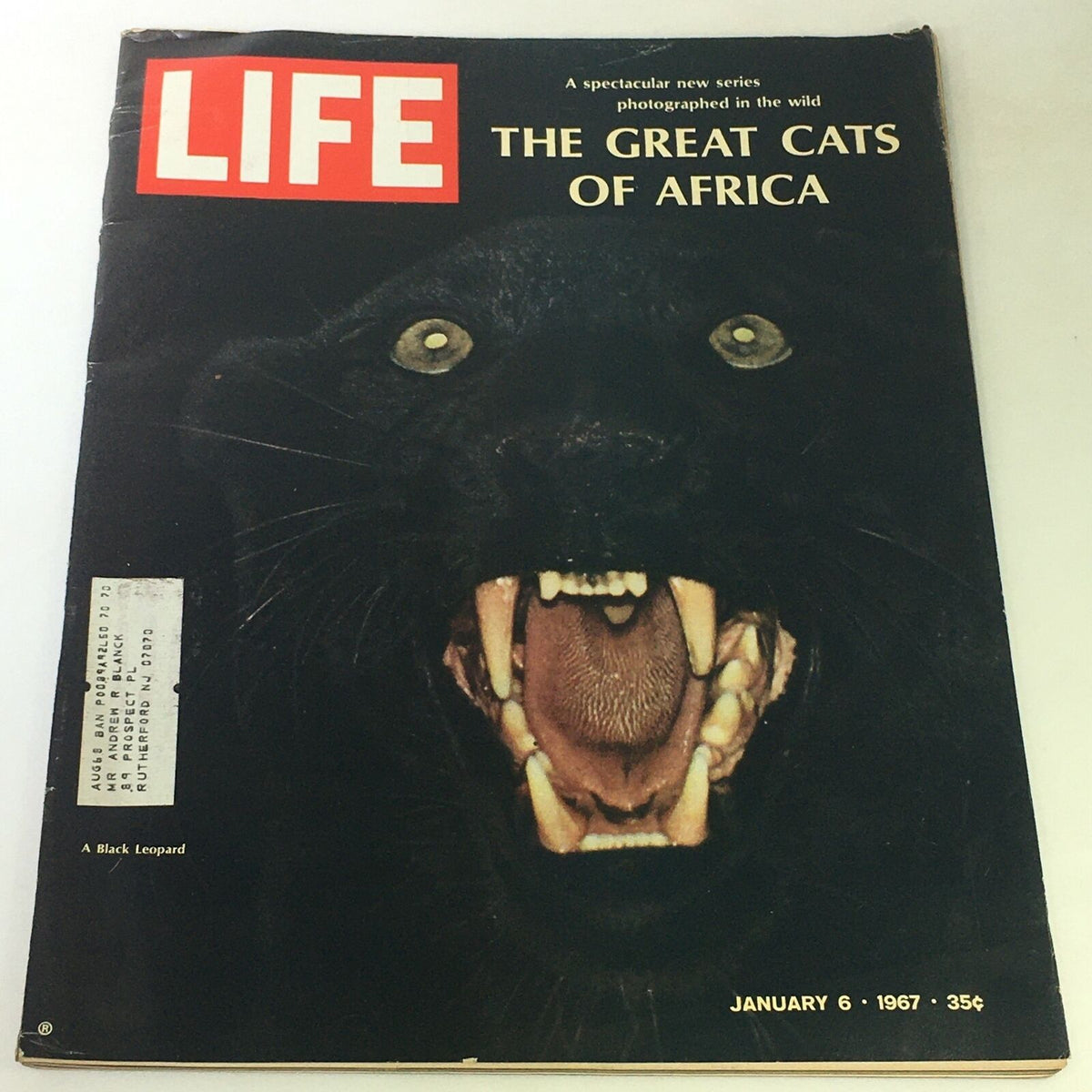 Cover of VTG Life Magazine January 9 1967 featuring a striking black leopard, showcasing the headline 'The Great Cats of Africa', highlighting wildlife photography and vintage magazine collection.