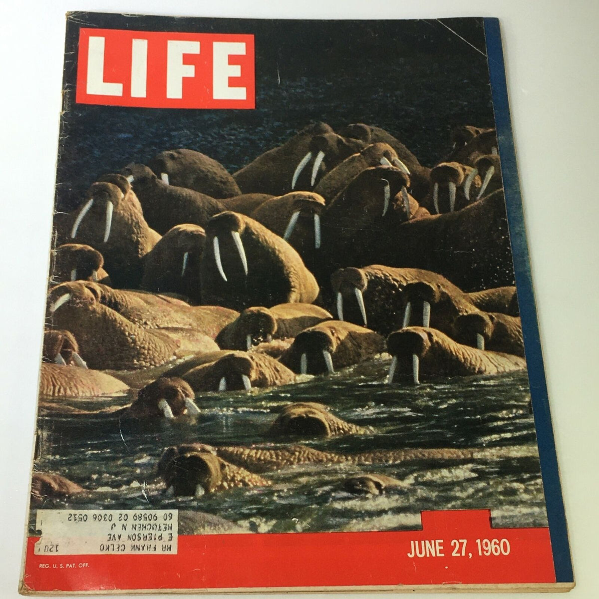 VTG Life Magazine June 27 1960 featuring a cover image of numerous Alaskan walruses in a natural setting. The magazine represents a piece of history in nature and wildlife journalism.