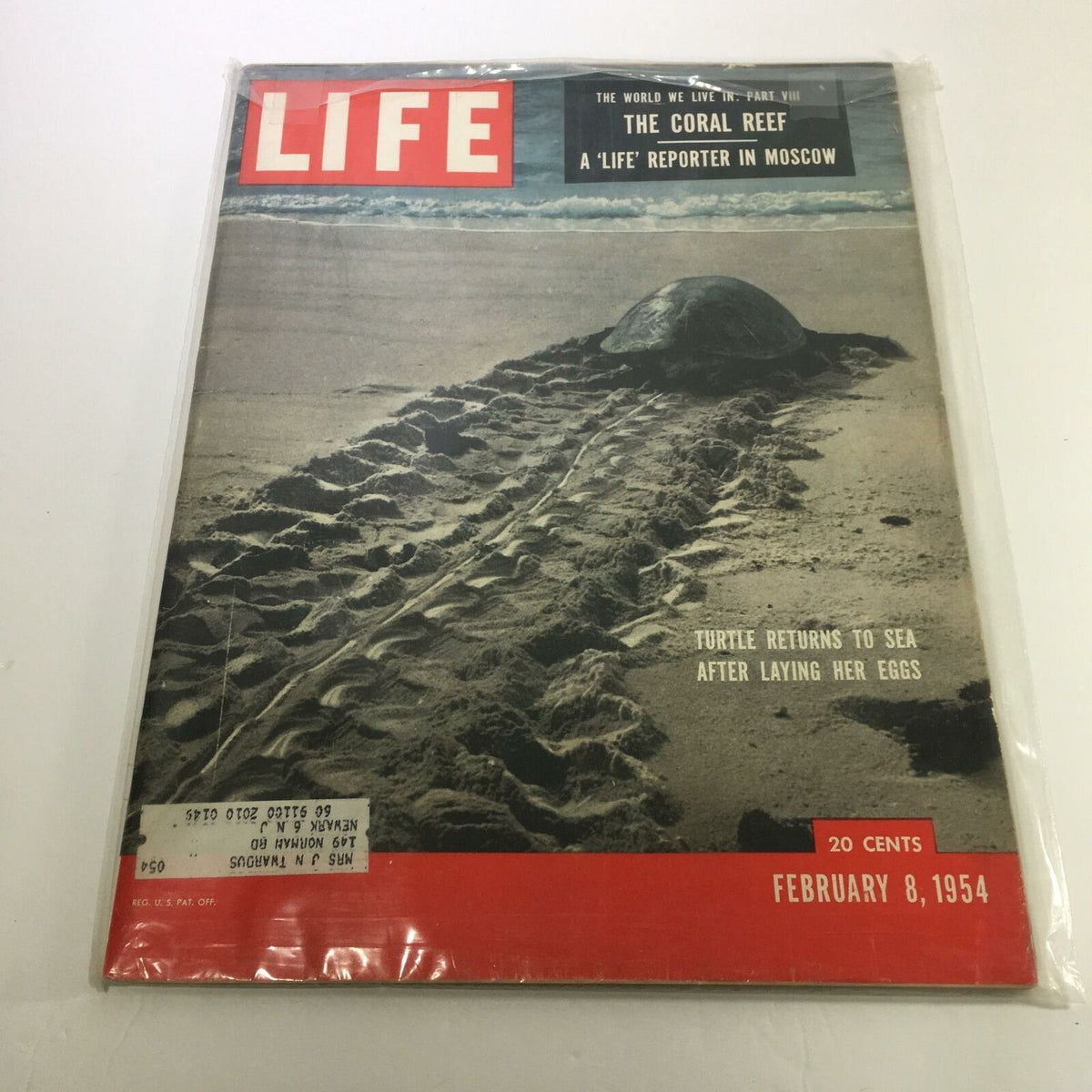 Cover of Life Magazine from February 8, 1954, featuring the turtle returning to the sea after laying her eggs, showcasing a serene beach scene.