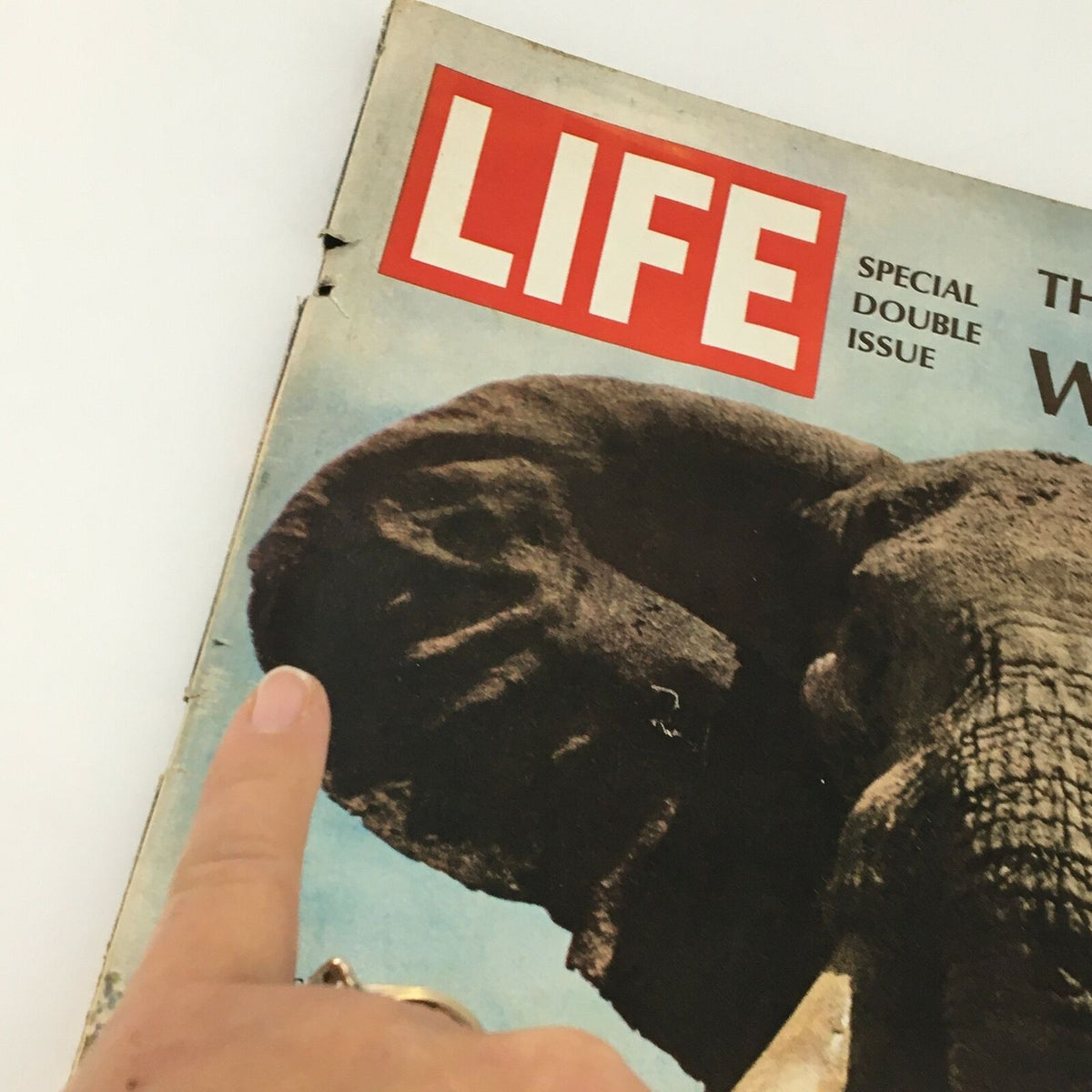 Close-up of the cover of VTG Life Magazine December 22 1967, showcasing the Bull Elephant in Kenya, with a finger pointing to detail, emphasizing the vintage condition.