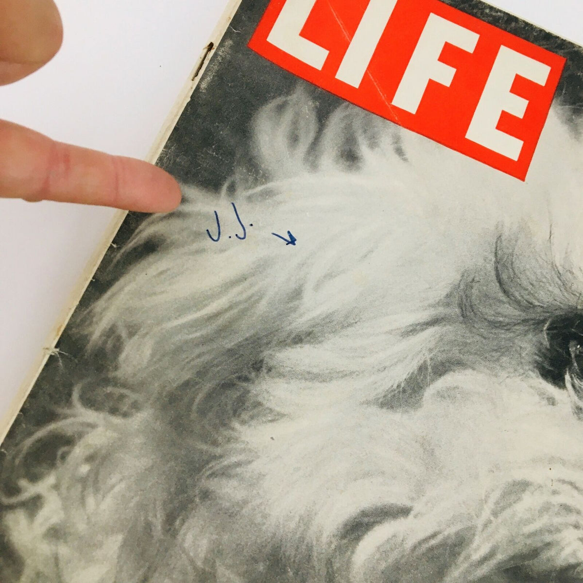 Close-up of the VTG Life Magazine April 3 1944 cover, highlighting a handwritten note and the fluffy white dog in the Glamor Dog feature.