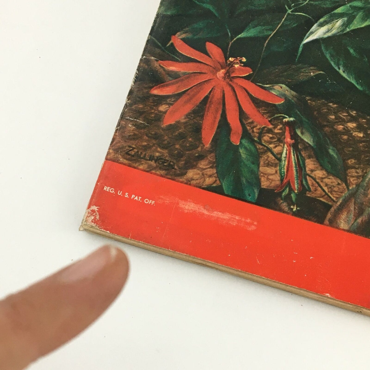 Close-up view of the bottom corner of VTG Life Magazine from September 20, 1954, featuring the vibrant red flower and a portion of the cover showcasing the teeming rainforest of the tropics.