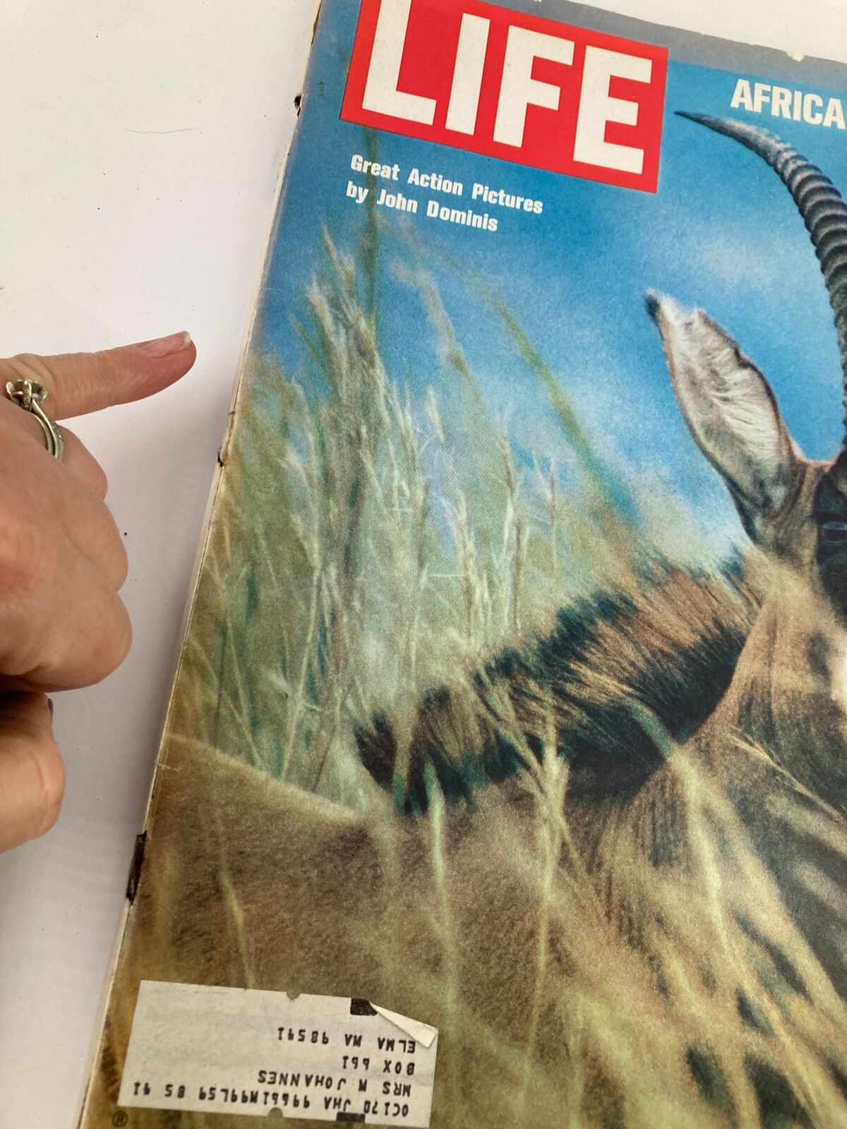 Cover image of VTG Life Magazine from December 5, 1969, featuring African antelope photographs by John Dominis, showcasing its vintage design with visible wear and an address label.