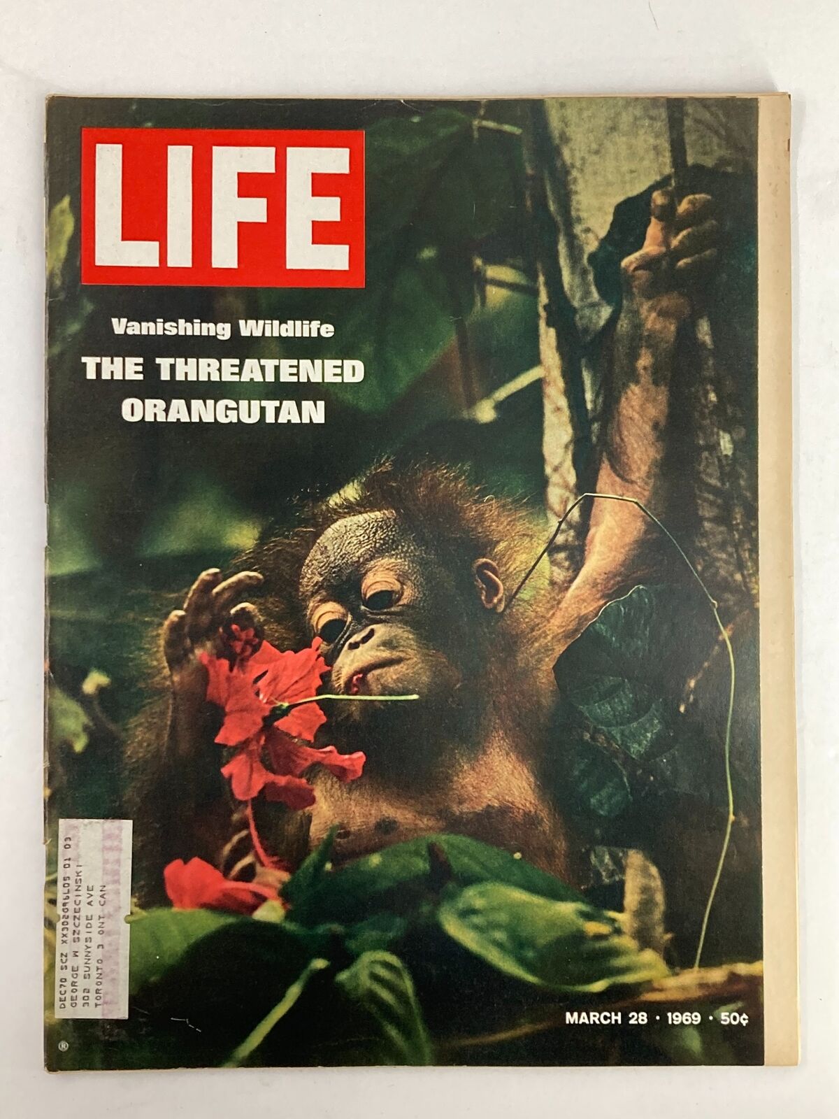 VTG Life Magazine from March 28, 1969, featuring the cover story 'Vanishing Wildlife: The Threatened Orangutan' with a striking image of an orangutan interacting with a flower.