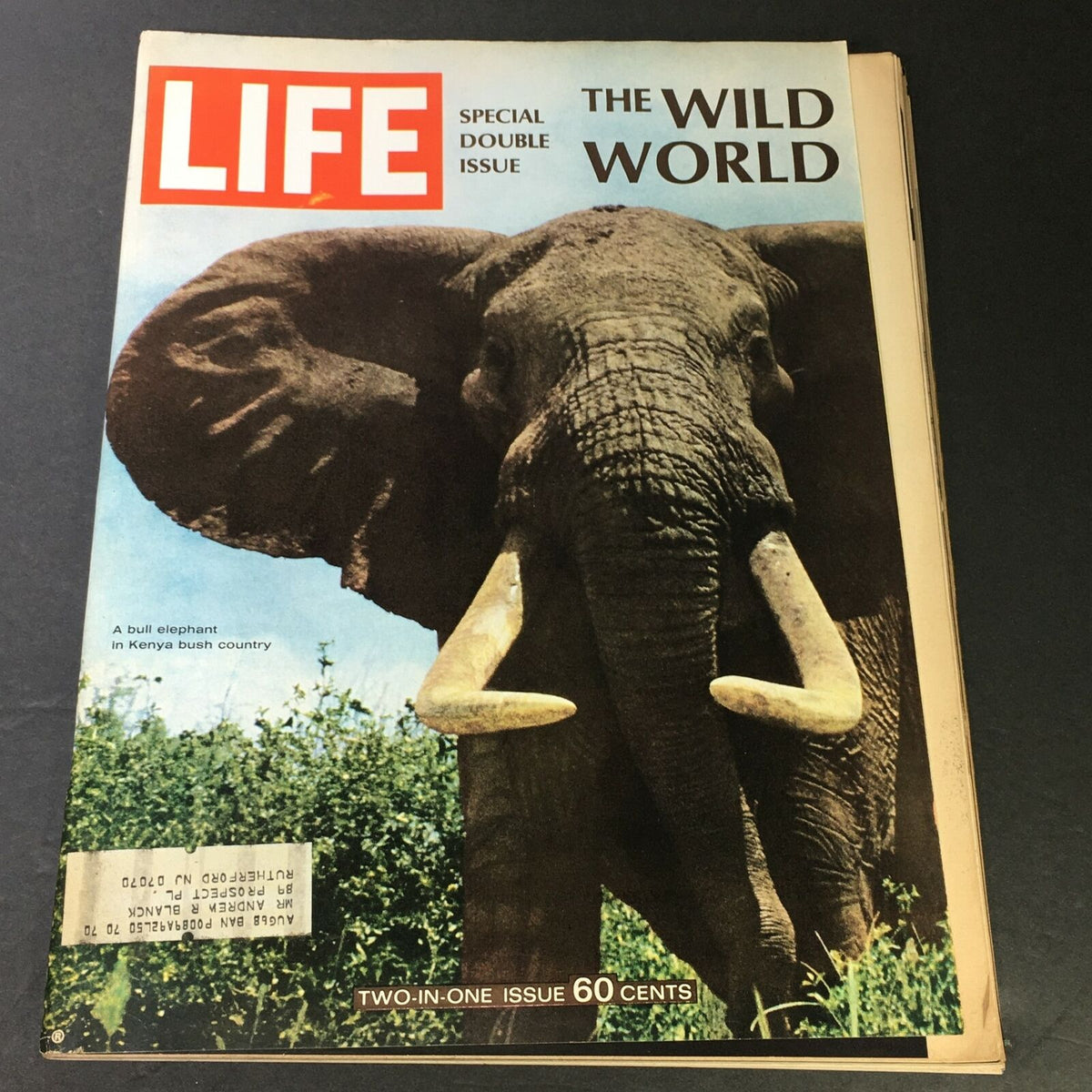 VTG Life Magazine December 22 1967 featuring a captivating cover of a Bull Elephant in Kenya, highlighting the theme 'The Wild World'.