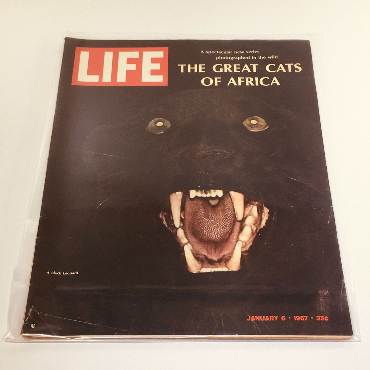 Vintage Life Magazine cover from January 6, 1967 featuring a bold image of a black leopard; part of 'The Great Cats of Africa' series, showcasing wildlife in stunning detail.
