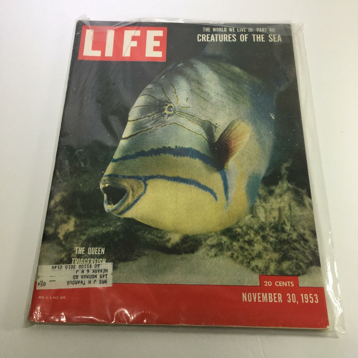 Life Magazine November 30 1953 The Queen Triggerfish, Creatures Of The Sea